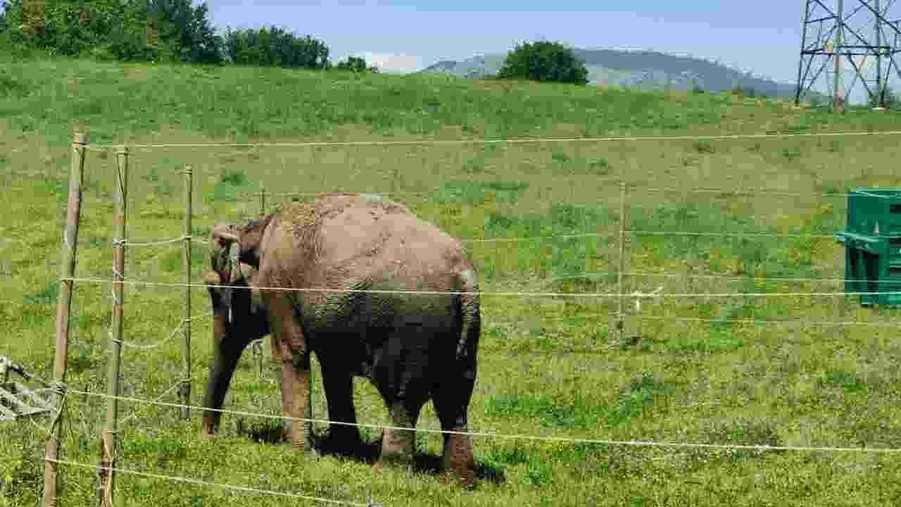 Elefante tenuto in cattività presso il Circo Orfei