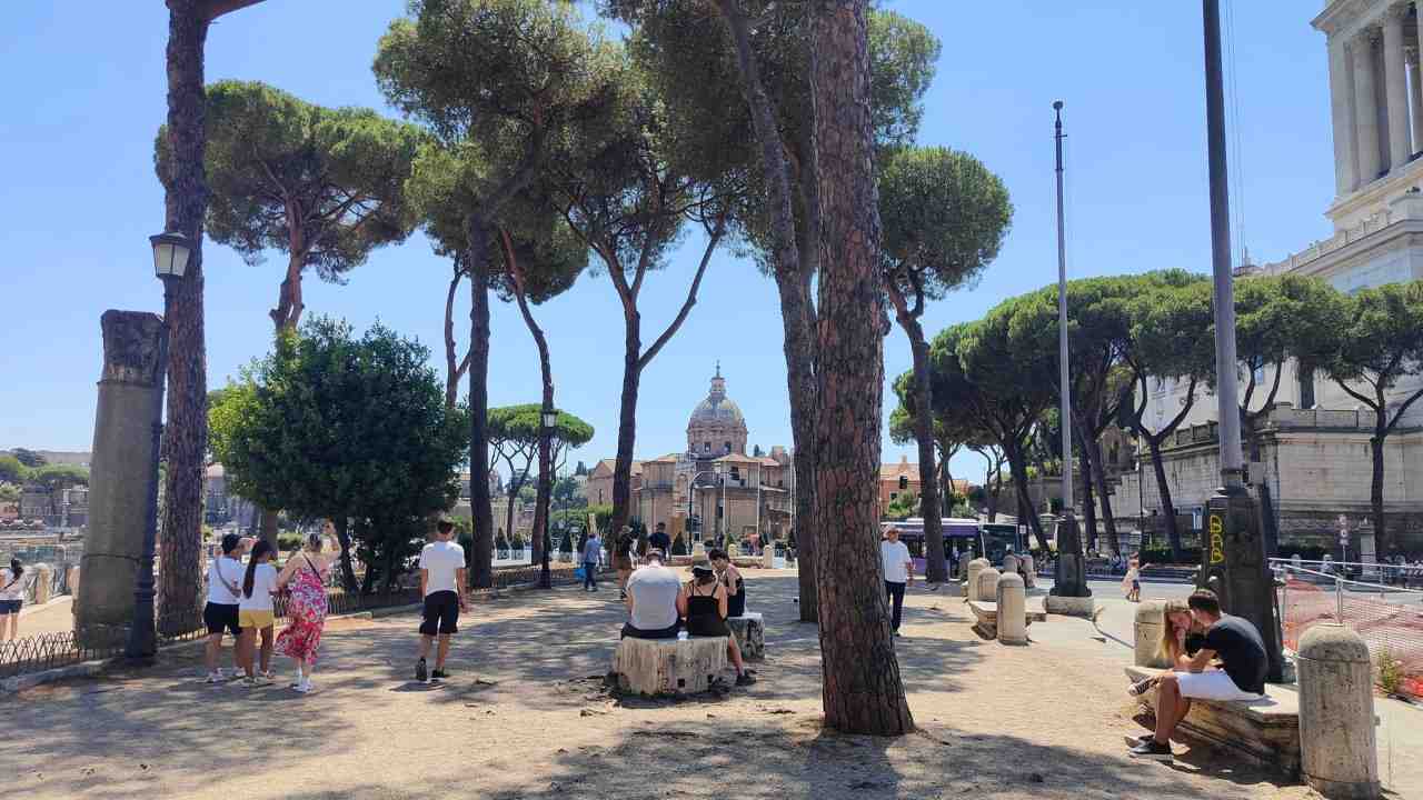Via Fori Imperiali, alberi secolari