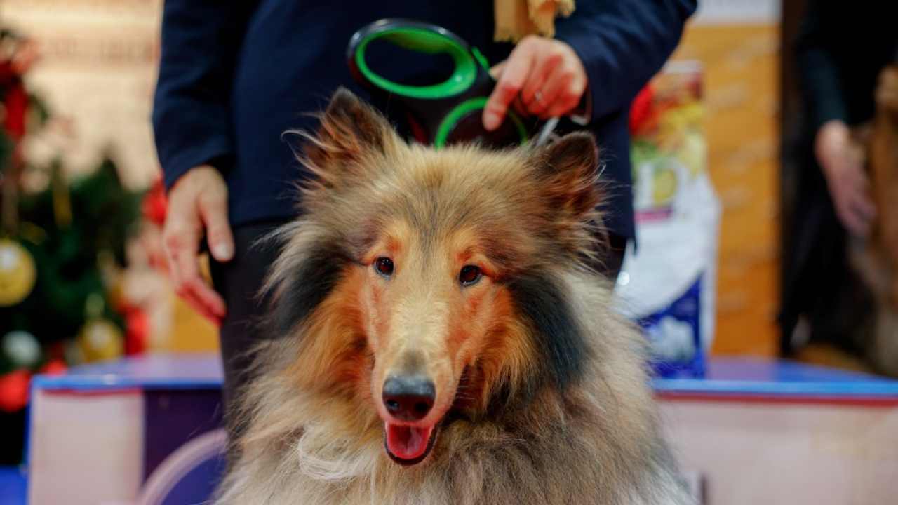 Cane con la persona che ne è responsabile (proprietario)
