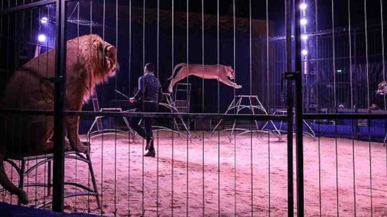 Circo Rinaldo Orfei