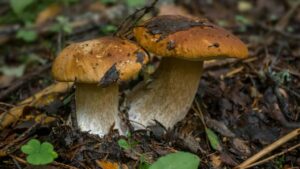 Funghi porcini, pexels
