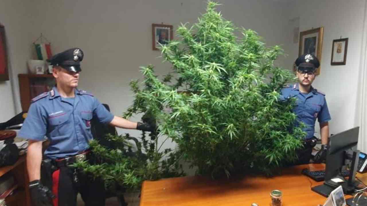 Palestrina, Carabinieri con la droga sequestrata