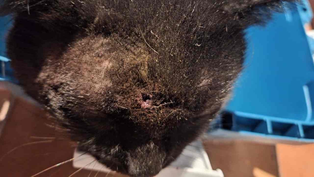 Gatto ucciso da colpi di pistola ad aria compressa