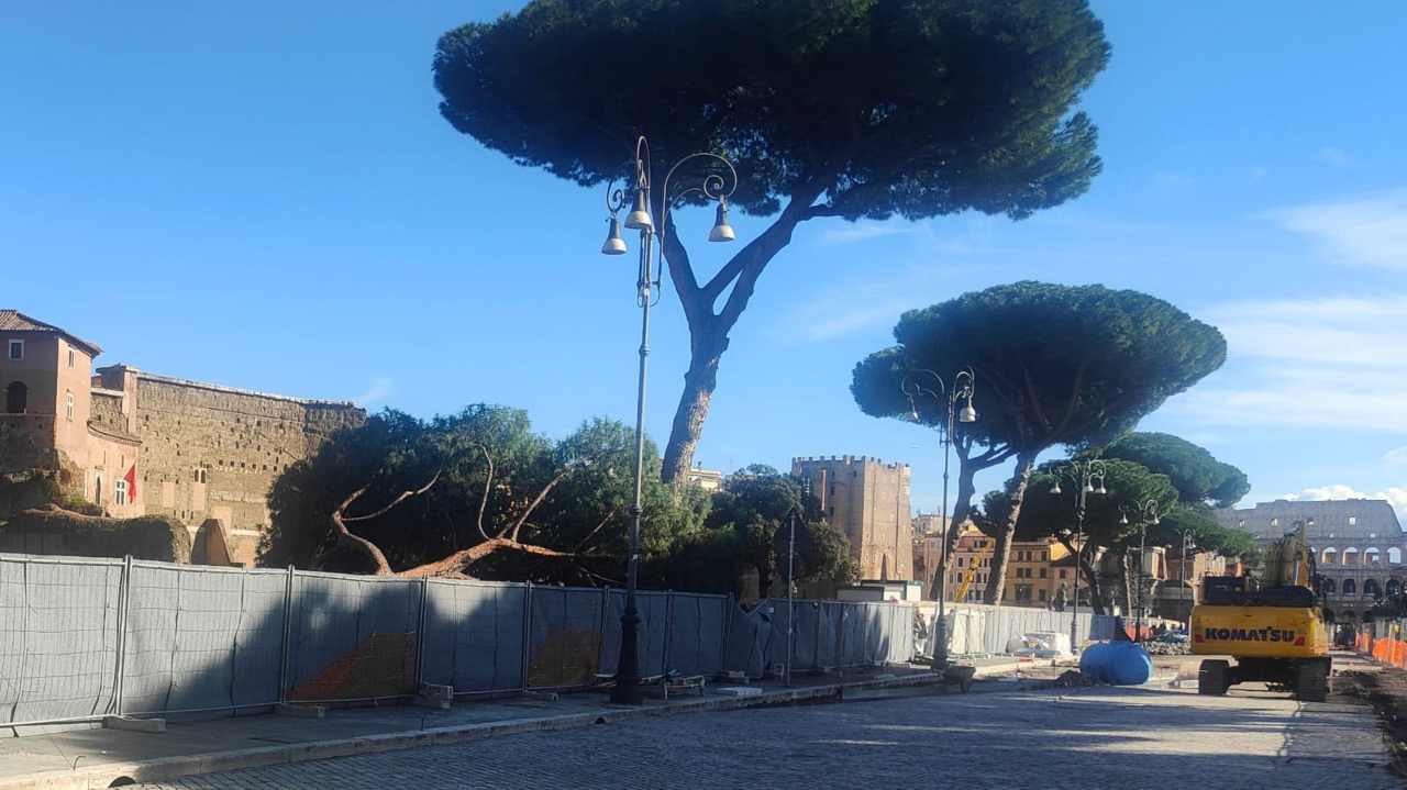 Via dei Fori Imperiali, pino caduto e pini secolari
