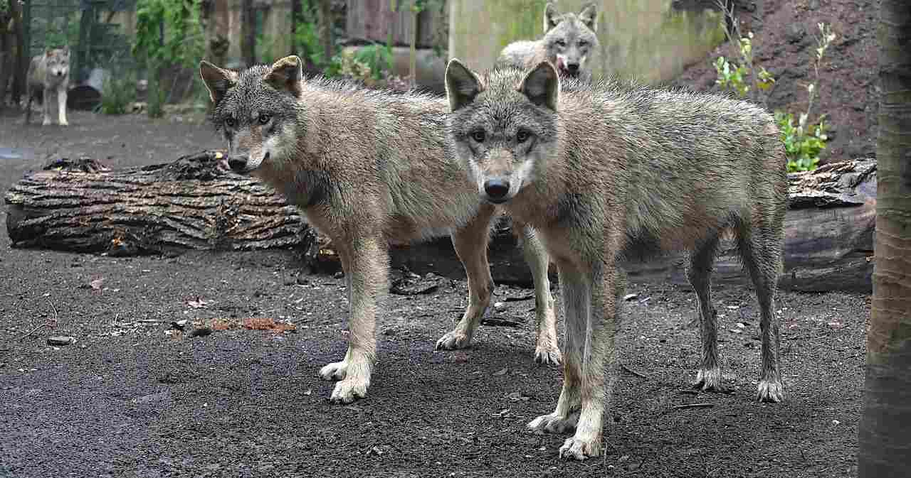 Lupi grigi nel Bioparco di Roma
