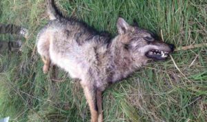 Lupo avvelenato nel Parco Nazionale d'Abruzzo, Lazio e Molise