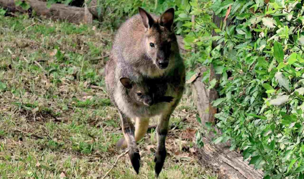 Bioparco di Roma, canguro, mamma con piccolo