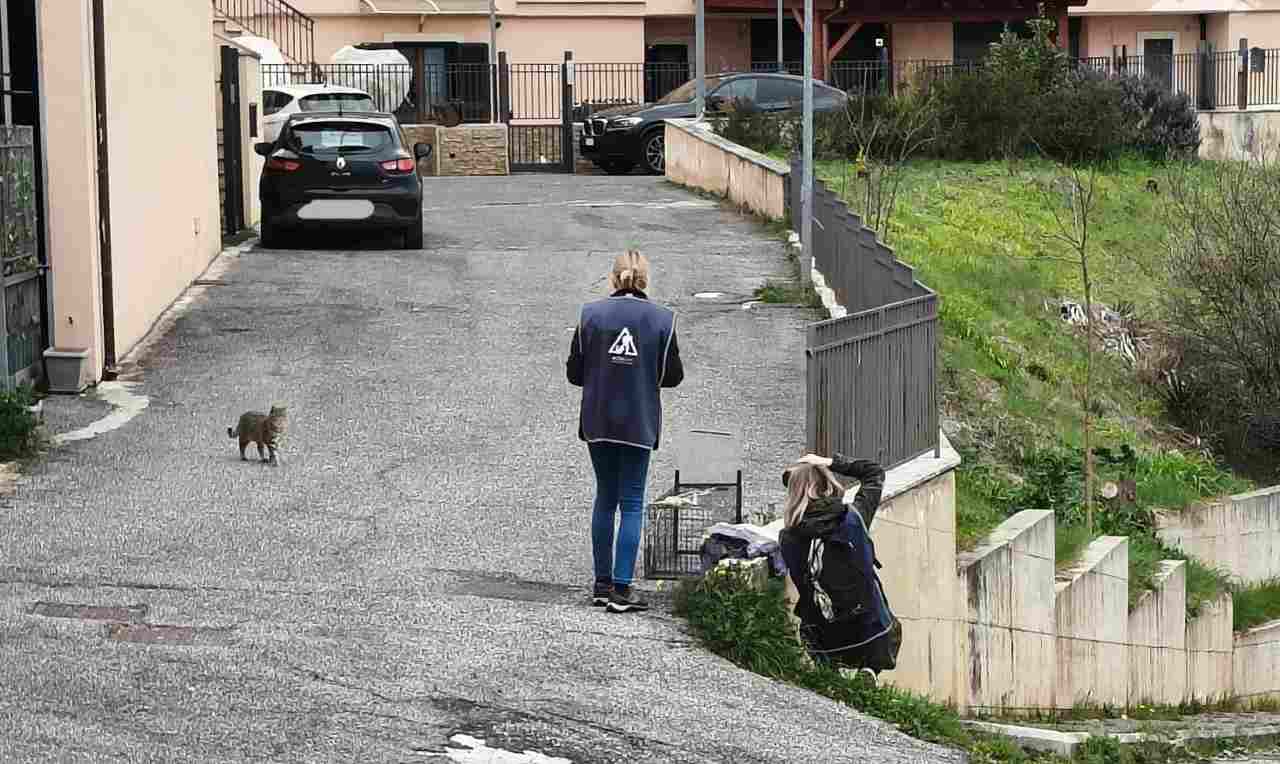 Volontari di ALFA in azione