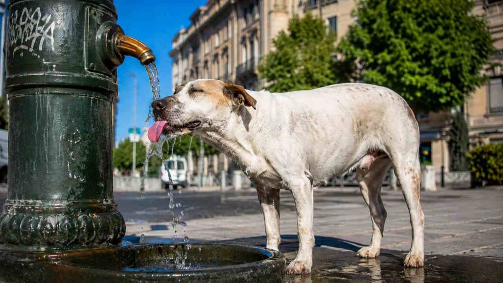 Cane beve dalla fontanella