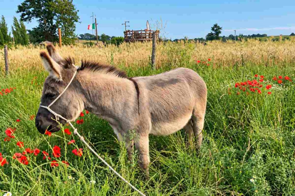 Fattoria il Bianconiglio, l'asinello