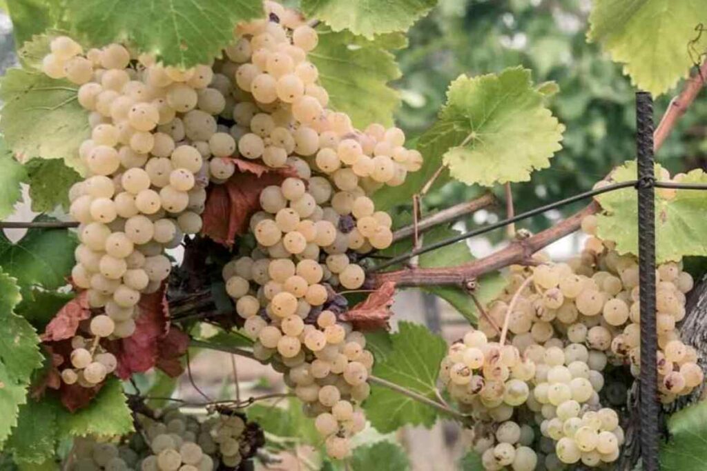 Uva bianca, vino