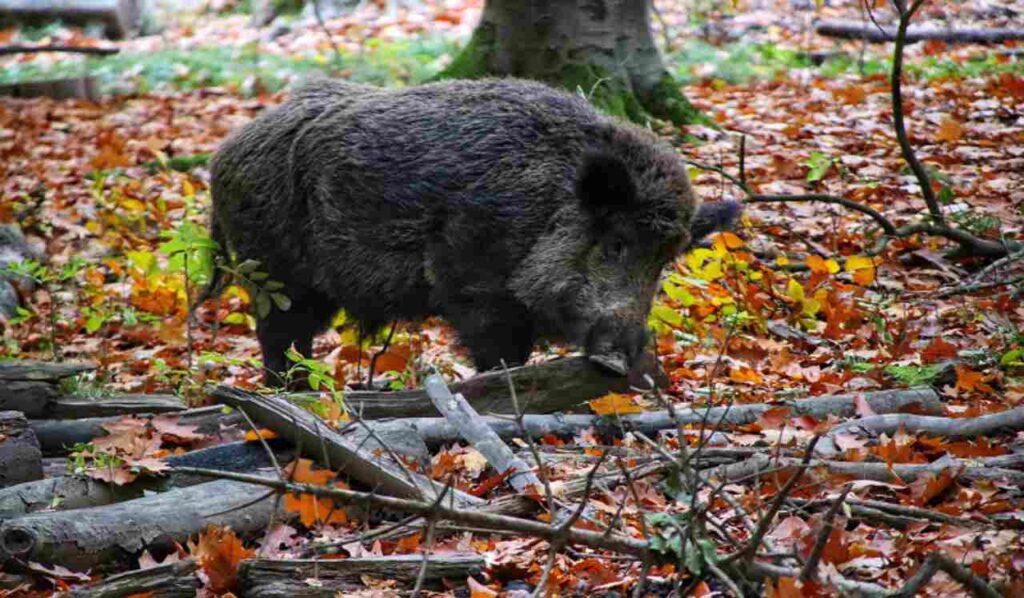 Peste Suina, cinghiale