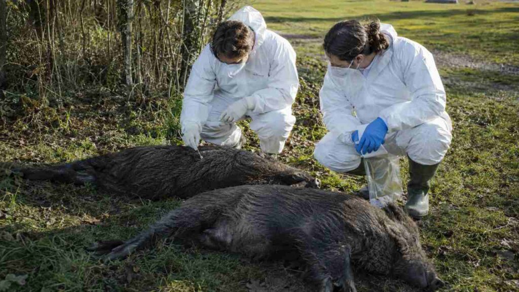 Peste Suina Africana, carcasse di cinghiali positivi al virus